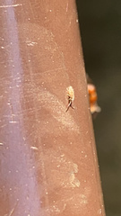 Entomobrya atrocincta