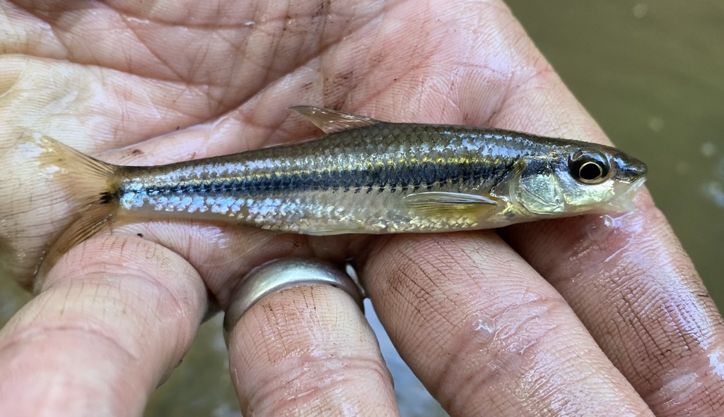 Spottail Shiner from Doctor Pickett Rd, Burlington, NC, US on May 02 ...