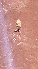 Entomobrya atrocincta