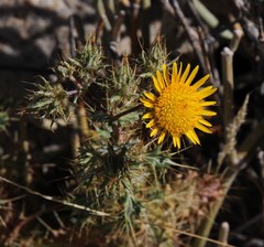 Berkheya spinosissima spinosissima