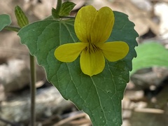 Viola lobata integrifolia