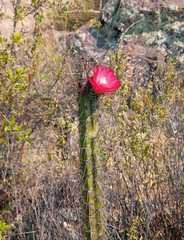 Corryocactus erectus
