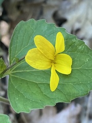 Viola lobata integrifolia