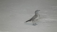 Cercotrichas coryphoeus coryphoeus