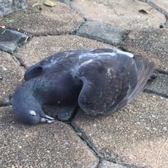 Columba livia domestica