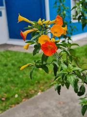 Streptosolen