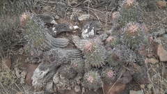 Euphorbia stellispina