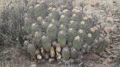 Euphorbia stellispina