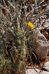 Berkheya spinosissima spinosissima