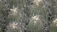 Euphorbia stellispina