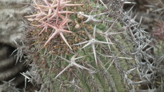 Euphorbia stellispina