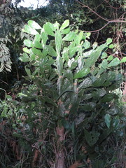 Brasiliopuntia brasiliensis