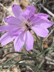 Lygodesmia grandiflora