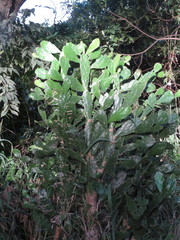 Brasiliopuntia brasiliensis