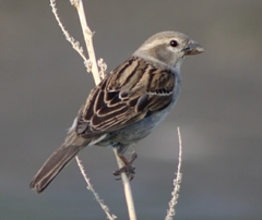 Passer domesticus