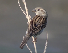 Passer domesticus