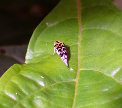 Glipa malaccana