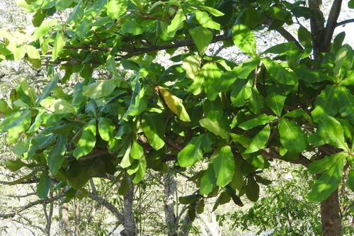 Almendro malabar