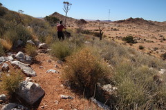 Hermbstaedtia glauca