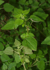 Parietaria debilis