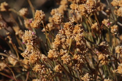 Hermbstaedtia glauca