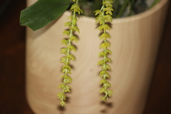 Dendrochilum uncatum uncatum