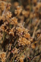 Hermbstaedtia glauca