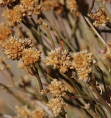 Hermbstaedtia glauca