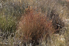 Hermbstaedtia glauca