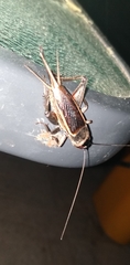 Orthoptera