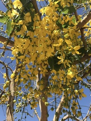 Handroanthus chrysanthus