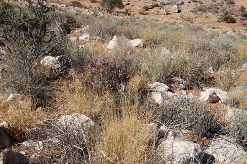 Cotyledon flanaganii
