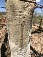 Handroanthus chrysanthus