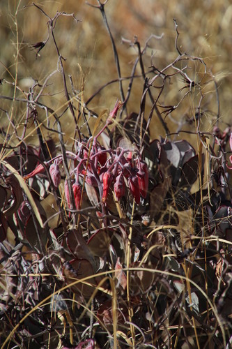 Cotyledon flanaganii