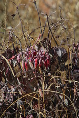 Cotyledon orbiculata orbiculata