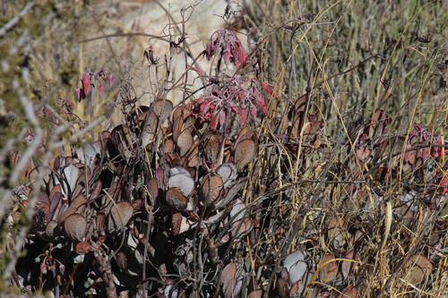 Cotyledon flanaganii
