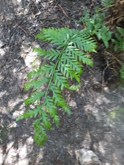 Woodwardia fimbriata image