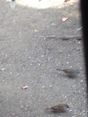 Zonotrichia leucophrys