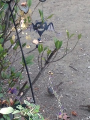 Zonotrichia leucophrys