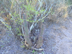 Cleistocactus baumannii
