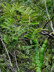 Cassia leiandra