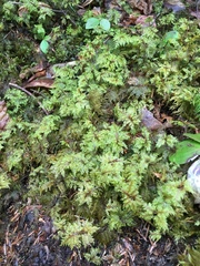 Hylocomium splendens image