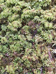 Hylocomium splendens image