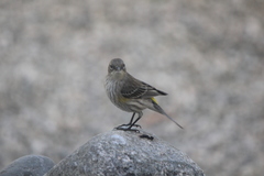 Setophaga coronata auduboni