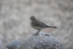 Setophaga coronata auduboni
