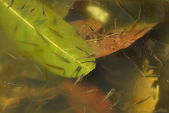 Cnesterodon decemmaculatus