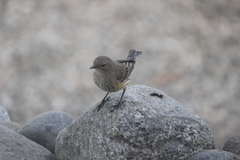 Setophaga coronata auduboni