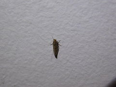 Lepidoptera