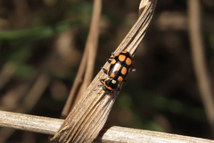 Eriopis serrai