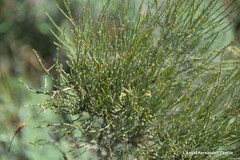 Ephedra fragilis